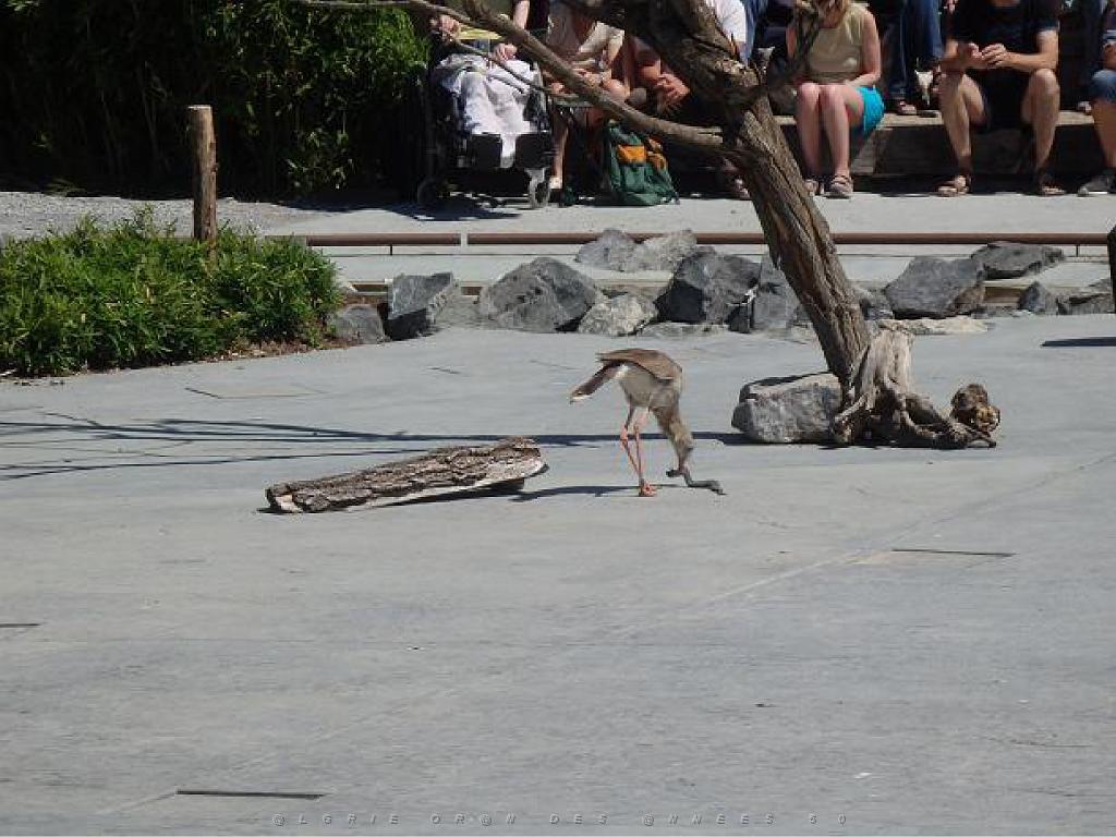 101PARC AUX OISEAUX DANS L AIN 2016 3_000028.jpg